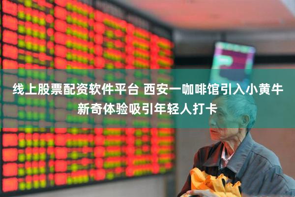 线上股票配资软件平台 西安一咖啡馆引入小黄牛新奇体验吸引年轻人打卡