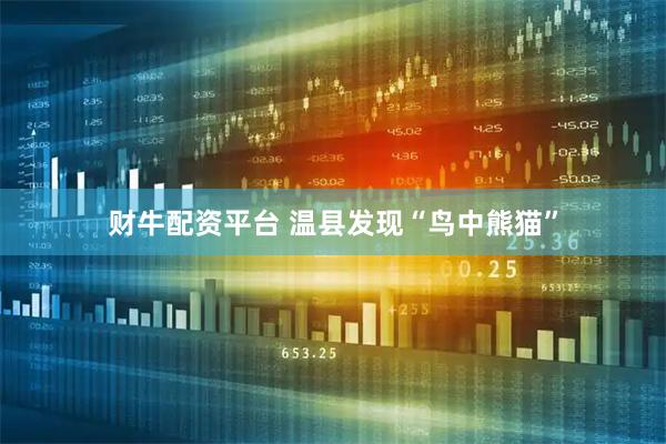 财牛配资平台 温县发现“鸟中熊猫”
